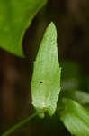 Spreading rockcress